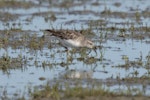 Long-toed stint. Non-breeding adult. Lake Ellesmere, January 2023. Image © Greg McKenzie by Greg McKenzie.