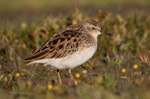 Long-toed stint. Non-breeding adult. Lake Ellesmere, January 2023. Image © Adam Colley by Adam Colley.