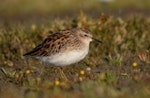 Long-toed stint. Non-breeding adult. Lake Ellesmere, January 2023. Image © Adam Colley by Adam Colley.