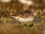 Long-toed stint. Non-breeding adult. Lake Ellesmere, January 2023. Image © Adam Colley by Adam Colley.