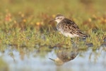 Long-toed stint. Non-breeding adult. Lake Ellesmere, December 2022. Image © Steve Attwood by Steve Attwood.