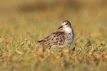 Long-toed stint. Non-breeding adult. Lake Ellesmere, December 2022. Image © Steve Attwood by Steve Attwood.