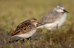 Long-toed stint. Non-breeding adult with wrybill behind. Lake Ellesmere, January 2023. Image © Adam Colley by Adam Colley.