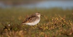 Long-toed stint. Non-breeding adult. Lake Ellesmere, January 2023. Image © Adam Colley by Adam Colley.