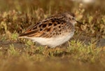 Long-toed stint. Non-breeding adult. Lake Ellesmere, January 2023. Image © Adam Colley by Adam Colley.