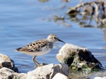 Long-toed stint. Adult in breeding plumage. Carnarvon, Western Australia, April 2020. Image © Les George 2020 birdlifephotography.org.au by Les George.