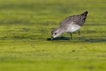 Long-toed stint. Adult in non-breeding plumage foraging. Western Treatment Plant, Werribee, Victoria, November 2009. Image © John Barkla 2010 birdlifephotography.org.au by John Barkla.