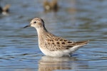 Long-toed stint. Adult in non-breeding plumage. Herdsman Lake, Western Australia, February 2019. Image © William Betts 2019 birdlifephotography.org.au by William Betts.