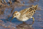 Long-toed stint. Adult in breeding plumage foraging. Tolderol Game Reserve, April 2019. Image © David Newell 2019 birdlifephotography.org.au by David Newell.