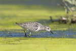 Long-toed stint. Adult in non-breeding plumage foraging. Western Treatment Plant, Werribee, Victoria, November 2009. Image © John Barkla 2013 birdlifephotography.org.au by John Barkla.