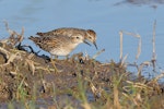 Long-toed stint. Two adults in breeding plumage. Tolderol Game Reserve, South Australia, April 2019. Image © Peter Owen 2019 birdlifephotography.org.au by Peter Owen.