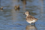 Long-toed stint. Adult in non-breeding plumage. Herdsman Lake, Western Australia, February 2019. Image © William Betts 2019 birdlifephotography.org.au by William Betts.