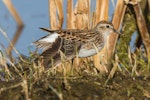 Long-toed stint. Adult in breeding plumage stretching wing. Tolderol Game Reserve, South Australia, April 2019. Image © David Newell 2019 birdlifephotography.org.au by David Newell.