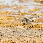 Long-toed stint. Adult non-breeding. Lake Argyle, WA, September 2013. Image © Dick Jenkin by Dick Jenkin.