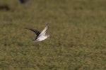 Long-toed stint. Adult in flight. Lake Ellesmere, January 2023. Image © Oscar Thomas by Oscar Thomas.