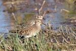 Long-toed stint. Adult in breeding plumage (at rear) with much larger but similar-looking pectoral sandpiper. Tolderol Game Reserve, South Australia, April 2019. Image © Peter Owen 2020 birdlifephotography.org.au by Peter Owen.