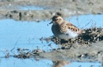 Long-toed stint. Adult in breeding plumage (1st New Zealand record). Lake Ellesmere, September 1997. Image © Colin Hill by Colin Hill.