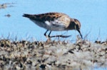 Long-toed stint. Adult in breeding plumage (1st New Zealand record). Lake Ellesmere, September 1997. Image © Colin Hill by Colin Hill.