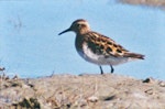 Long-toed stint. Adult in breeding plumage (1st New Zealand record). Lake Ellesmere, September 1997. Image © Colin Hill by Colin Hill.