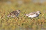 Long-toed stint. Non-breeding adult (left) with red-necked stint. Lake Ellesmere, December 2022. Image © Steve Attwood by Steve Attwood.