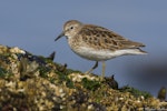 Least sandpiper. Adult in breeding plumage. Victoria, British Columbia, May 2015. Image © Michael Ashbee by Michael Ashbee.