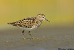 Least sandpiper. Adult in breeding plumage, showing the yellowlegs. Ocean Shores, Washington, USA, September 2013. Image © Michael Ashbee by Michael Ashbee.