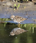 Least sandpiper. Spring migrant. Manhattan, Kansas, USA, May 2017. Image © David Rintoul by David Rintoul.