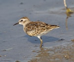 Least sandpiper. Adult on southbound migration. Quivira National Wildlife Refuge, Kansas, USA, August 2017. Image © David Rintoul by David Rintoul.