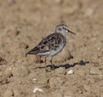 Least sandpiper. Non-breeding adult. Quivira National Wildlife Refuge, Kansas, USA, August 2014. Image © David A. Rintoul by David A. Rintoul.