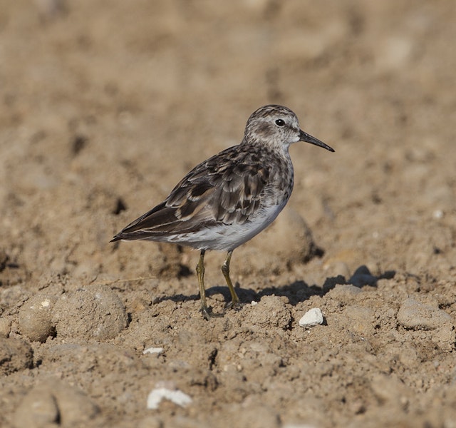 Least sandpiper. Non-breeding adult. Quivira National Wildlife Refuge, Kansas, USA, August 2014. Image © David A. Rintoul by David A. Rintoul.