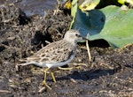 Least sandpiper. Adult. Florida, USA, December 2014. Image © Rebecca Bowater by Rebecca Bowater FPSNZ AFIAP.