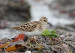 Least sandpiper. Juvenile. Pillar Point Harbor, California, September 2012. Image © Jason Crotty by Jason Crotty.