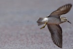 Least sandpiper. Adult non-breeding in flight. Hawai`i - Island of Kaua`i, September 2007. Image © Jim Denny by Jim Denny.