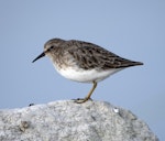 Least sandpiper. Juvenile on southbound migration. Quivira National Wildlife Refuge, Kansas, USA, September 2020. Image © David Rintoul by David Rintoul.