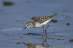 Semipalmated sandpiper. Adult in breeding plumage. Florida, USA, May 2004. Image © Richard Chandler by Richard Chandler.