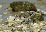 Semipalmated sandpiper. Juvenile showing palmations. Florida, USA, September 2005. Image © Richard Chandler by Richard Chandler.