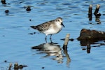 Semipalmated sandpiper. Juvenile. San Francisco, California, USA, September 2013. Image © Duncan Watson by Duncan Watson.