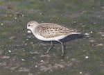 Semipalmated sandpiper. Juvenile. Manhattan, Kansas, USA, August 2014. Image © David Rintoul by David Rintoul.