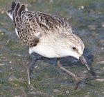 Semipalmated sandpiper. Juvenile, showing the semipalmated toes. Manhattan, Kansas, USA, August 2014. Image © David Rintoul by David Rintoul.