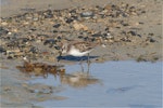 Semipalmated sandpiper. Juvenile feeding. James Bay, Canada, January 2009. Image © Lisa Pollock by Lisa Pollock.