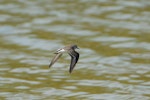 Semipalmated sandpiper. Rear dorsal view of non-breeding adult in flight. Hawai`i - Island of Kaua`i, September 2012. Image © Jim Denny by Jim Denny.