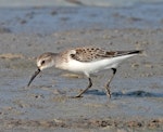 Western sandpiper. Adult, non-breeding plumage. Quivira National Wildlife Refuge, August 2021. Image © David Rintoul by David Rintoul.