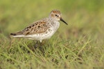 Western sandpiper. Adult in breeding plumage. Victoria, British Columbia, May 2015. Image © Michael Ashbee by Michael Ashbee.