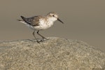 Western sandpiper. Non-breeding. Victoria, British Columbia, August 2014. Image © Michael Ashbee by Michael Ashbee.