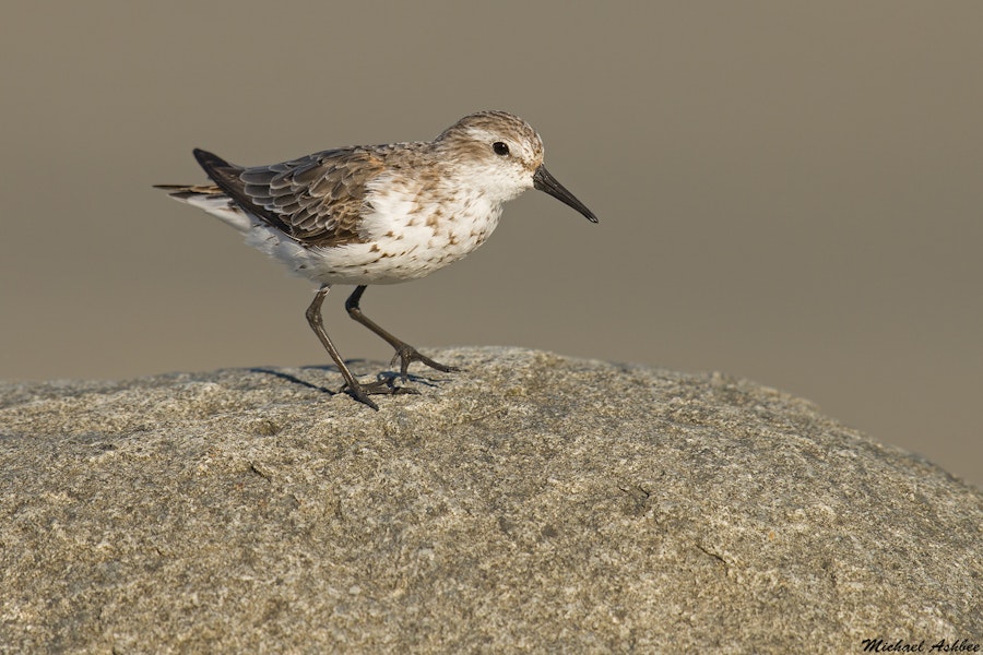 Western sandpiper. Non-breeding. Victoria, British Columbia, August 2014. Image © Michael Ashbee by Michael Ashbee.