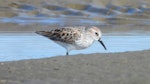 Western sandpiper. Breeding plumage adult. Clifton Beach near Whitford., February 2022. Image © Tim Barnard by Tim Barnard.