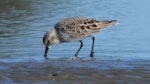 Western sandpiper. Breeding plumage adult. Clifton Beach near Whitford., February 2022. Image © Tim Barnard by Tim Barnard.