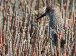 Western sandpiper. Breeding plumage adult. Clifton Beach, Whitford estuary, February 2022. Image © Tim Barnard by Tim Barnard.