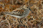 Western sandpiper. Adult in breeding plumage. Chukchi Sea coast, Northern Chukotka, June 2011. Image © Sergey Golubev by Sergey Golubev.