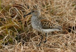 Western sandpiper. Adult in breeding plumage. Chukchi Sea coast, Northern Chukotka, June 2011. Image © Sergey Golubev by Sergey Golubev.